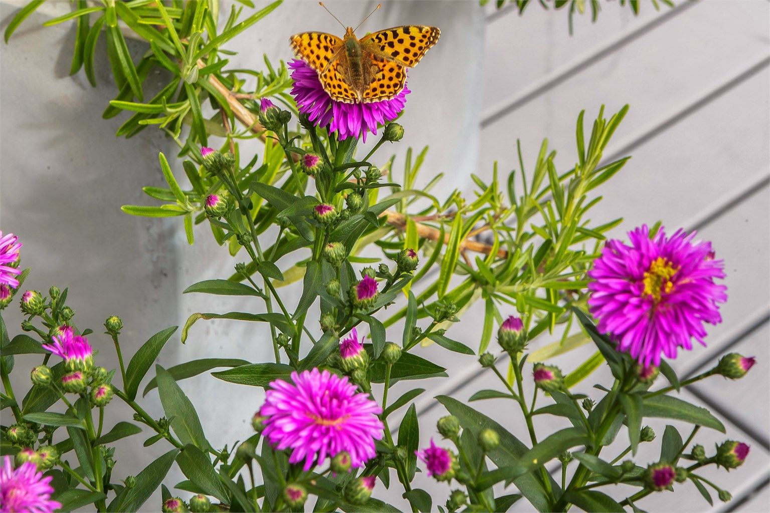 Blomstrende beplantning skaper en hyggelig ramme rundt uteområdet.