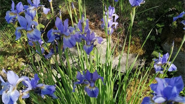 Vakker beplantning i hagen. (Selgers bilde)