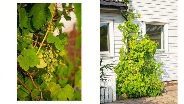 Egne druer på terrassen! Det er utevann ved entrédør. Ute er det dessuten frittstående utebod, perfekt til oppbevaring av hagemøbler, sportsutstyr m.m.