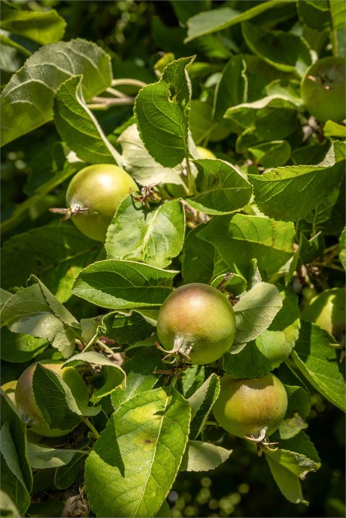 Diverse beplantning i hagen, blant annet frukttrær