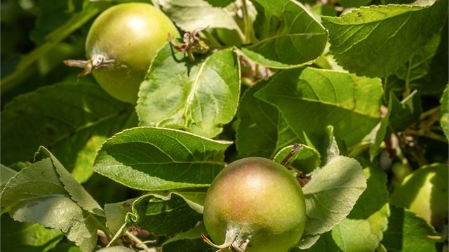 Diverse beplantning i hagen, blant annet frukttrær