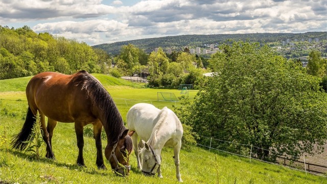 En kort spasertur unna ligger koselige Årvoll Gård - et kulturelt og sosialt treffsted med dyr og aktiviteter for hele familien