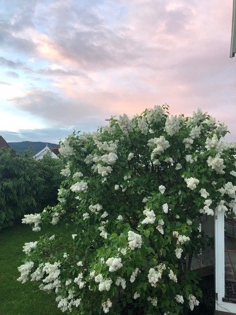 Beplanting - Selgers bilde.