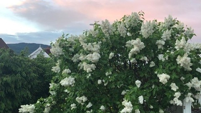 Beplanting - Selgers bilde.