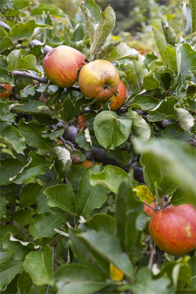Hagen byr på flere frukttrær. 
