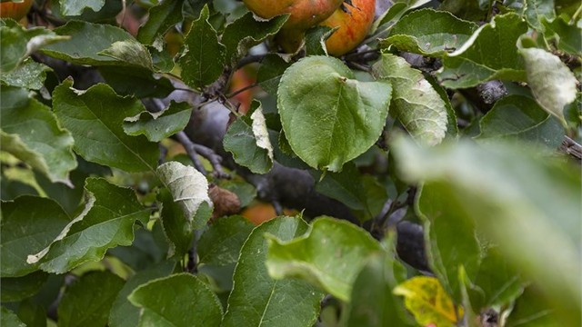 Hagen byr på flere frukttrær.