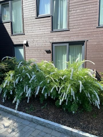 Sommerstemning (selgers bilde)
