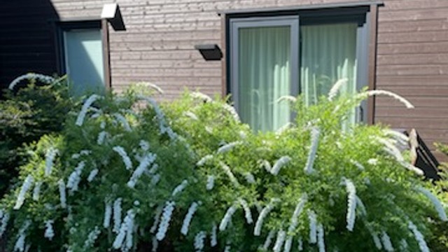 Sommerstemning (selgers bilde)