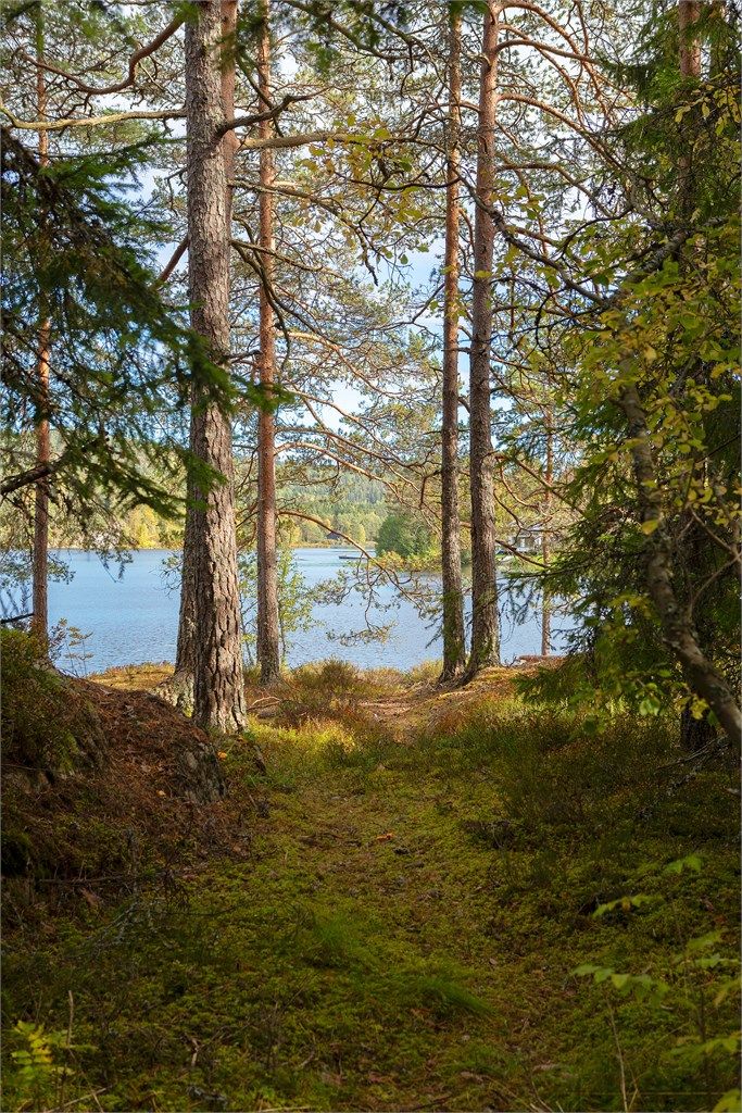 Skogssti som leder gjennom terrenget og ned til svabergene ved vannet.