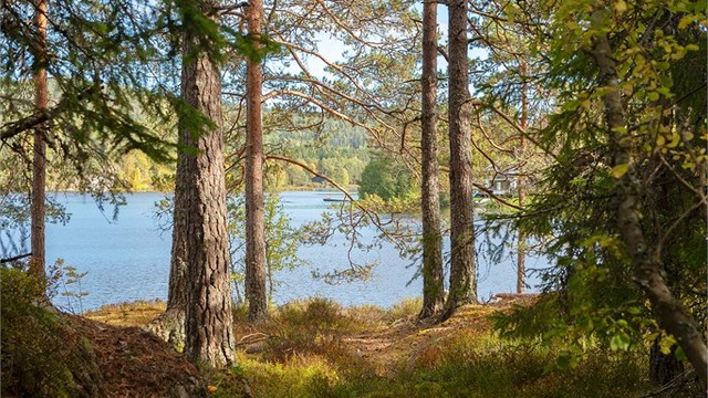 Skogssti som leder gjennom terrenget og ned til svabergene ved vannet.