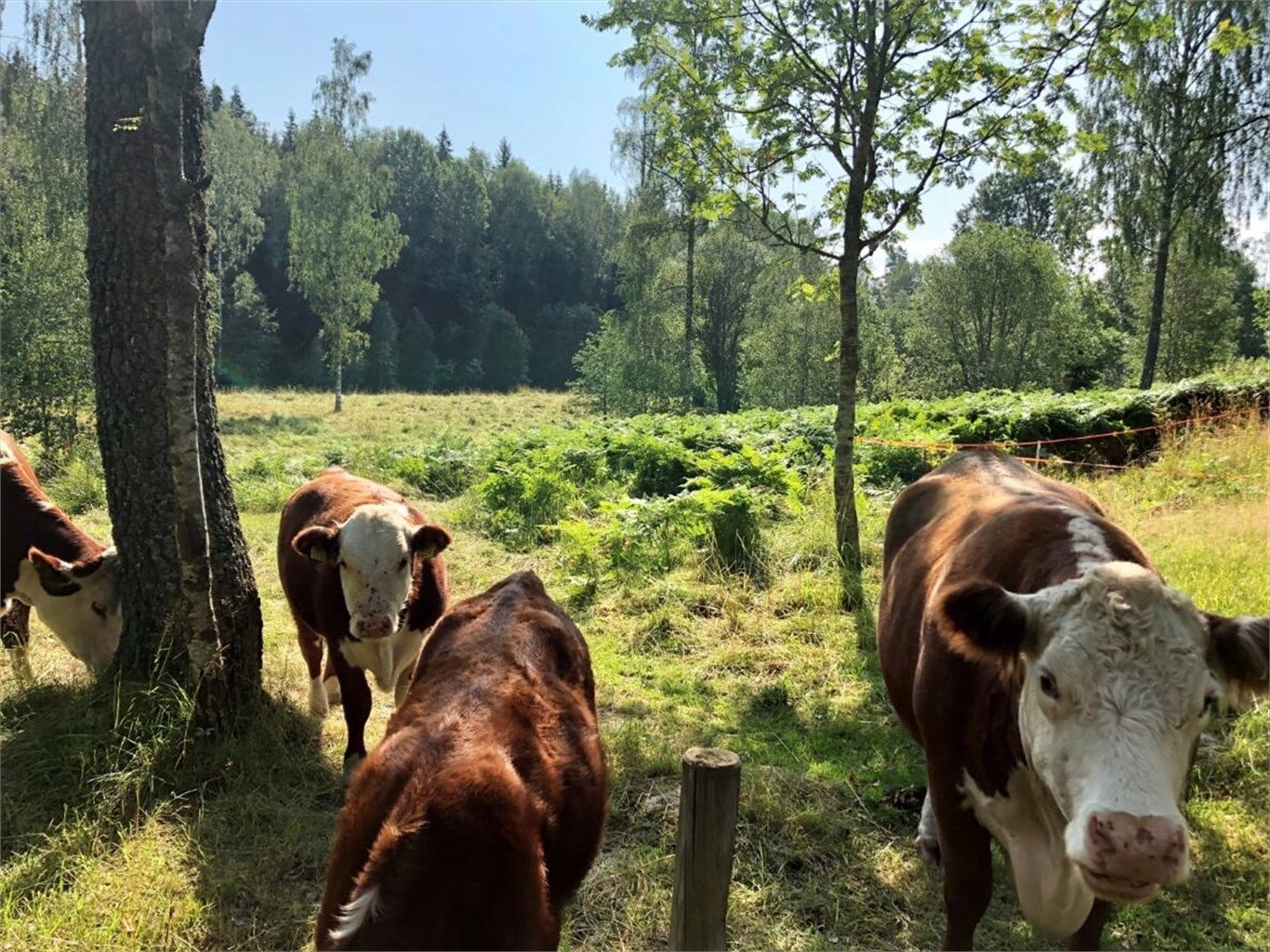 Sørli besøksgård - ligger like ved Tveteråsen og er et yndet sted for både store og små.