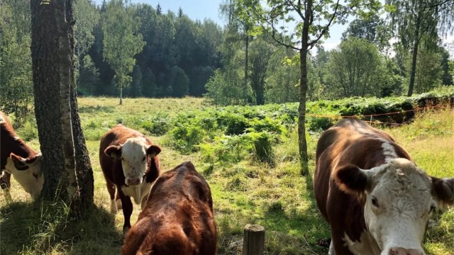 Sørli besøksgård - ligger like ved Tveteråsen og er et yndet sted for både store og små.
