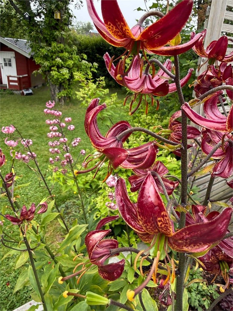 Stemningsfull hage med blomstrende liljer.