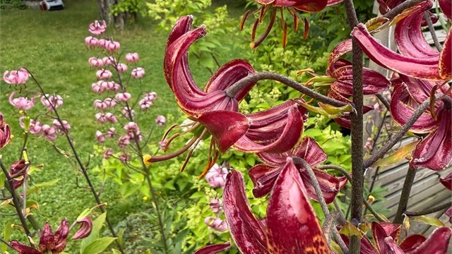 Stemningsfull hage med blomstrende liljer.