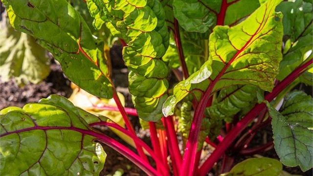 Her bor du i en leilighet i idylliske omgivelser med store grøntområder rett utenfor døren!