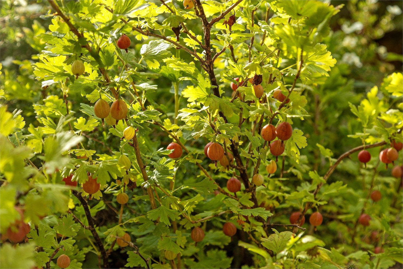 Tomten er opparbeidet med plen, beplantning og belegningsstein.