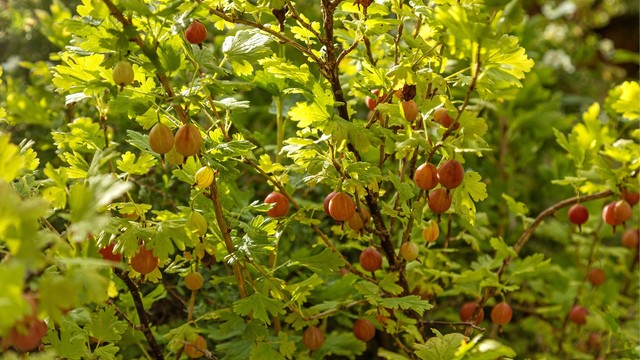 Tomten er opparbeidet med plen, beplantning og belegningsstein.