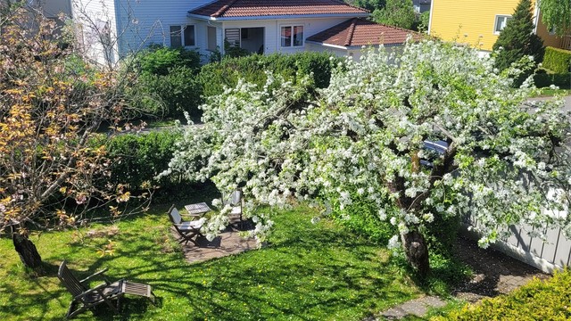 Den frodige hagen blir skjermet av hekken og epletreet - her i full blomst (selgers eget bilde)