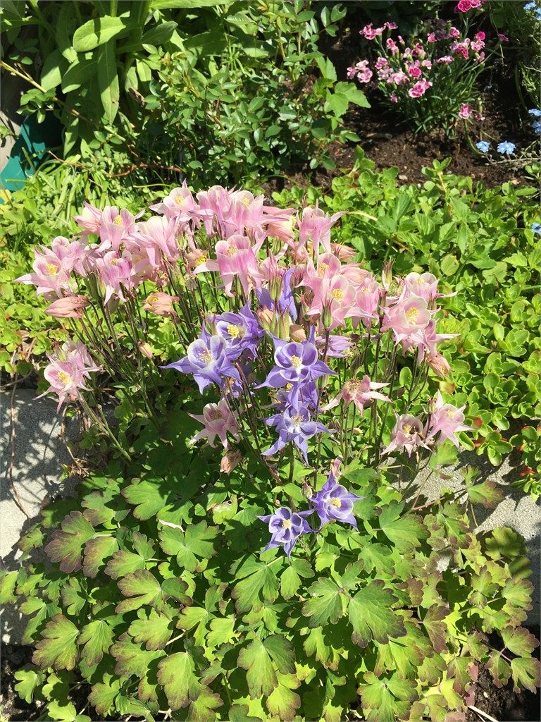 selgers egne sommerbilder. 