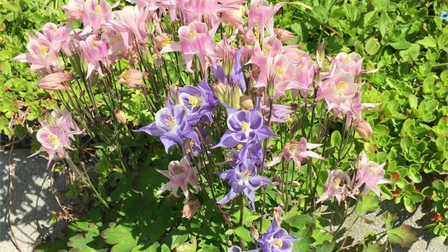 selgers egne sommerbilder.