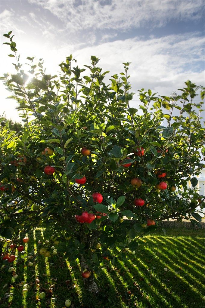 Frukttrær og beplantning i hagen.