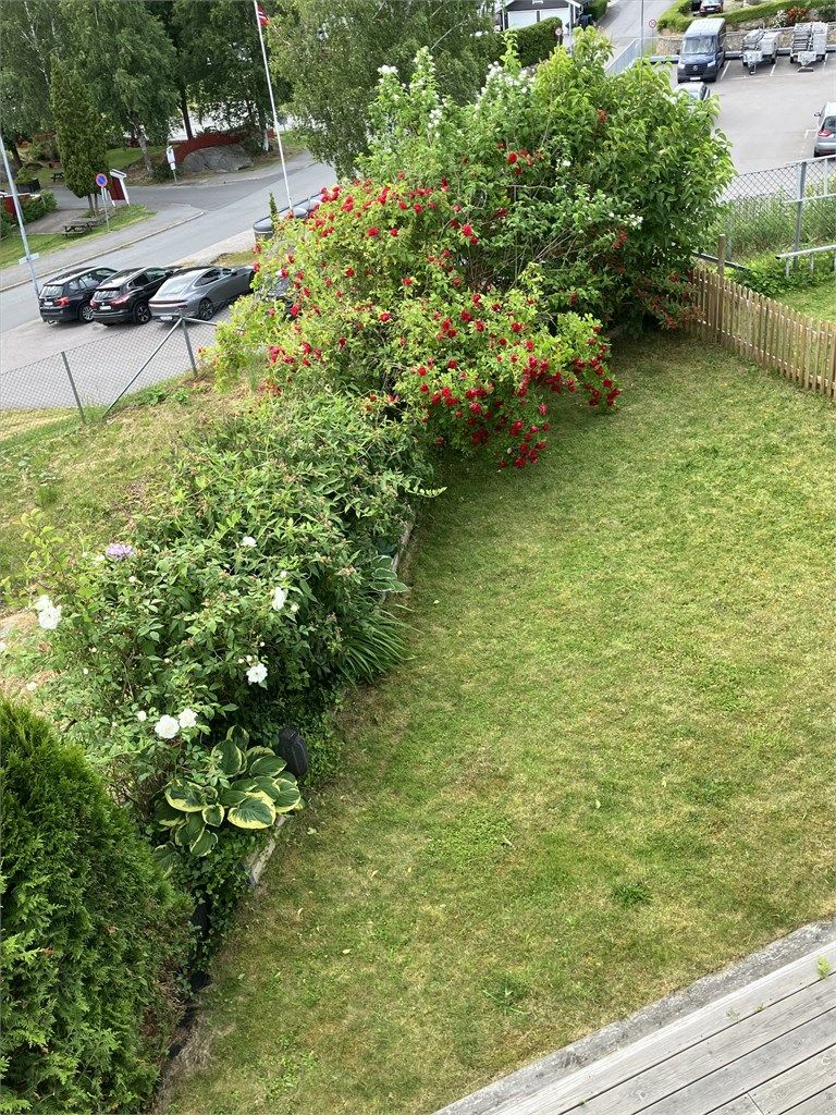 selgers egne sommerbilder