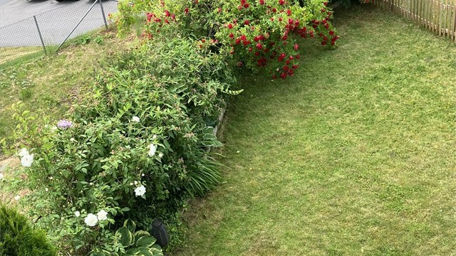 selgers egne sommerbilder