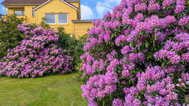 Hagen er en grønn oase sentralt på Våland.