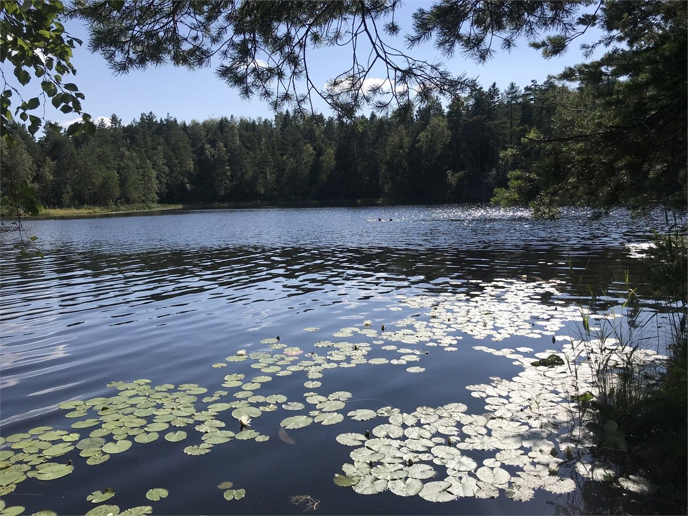 Selgers bilde av badeplass i nærområdet.
