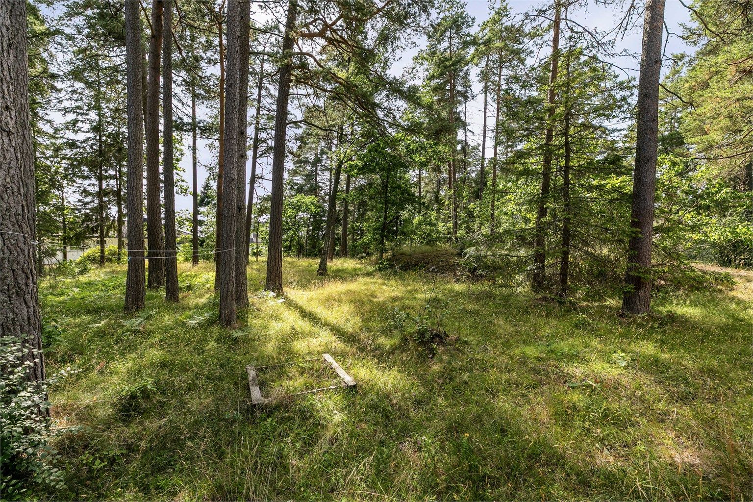 Naturtomt med skogbunn og velvoksne trær.