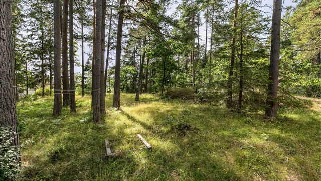 Naturtomt med skogbunn og velvoksne trær.
