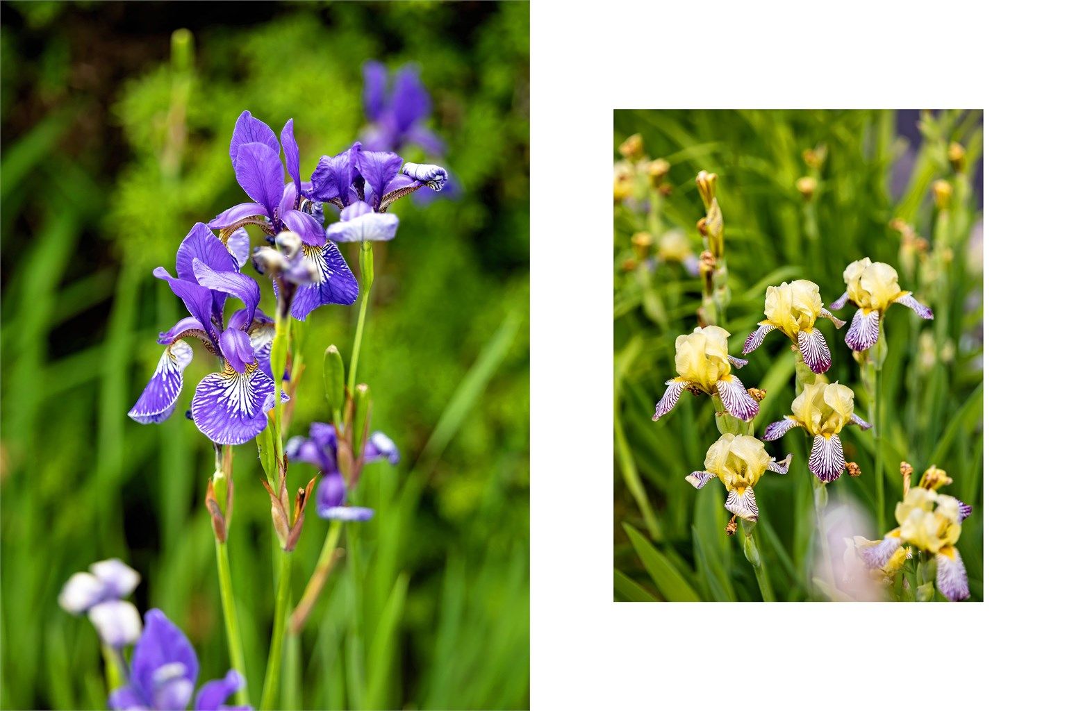 Vakre blomster og beplantning pryder hagen.