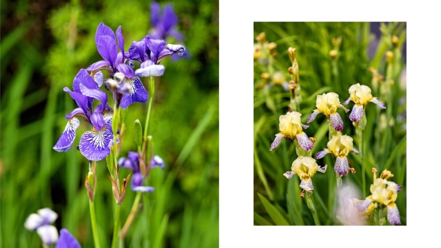 Vakre blomster og beplantning pryder hagen.