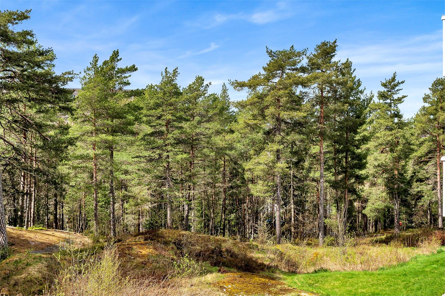 Bølerskogen sommerstid