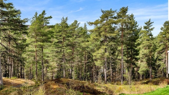 Bølerskogen sommerstid