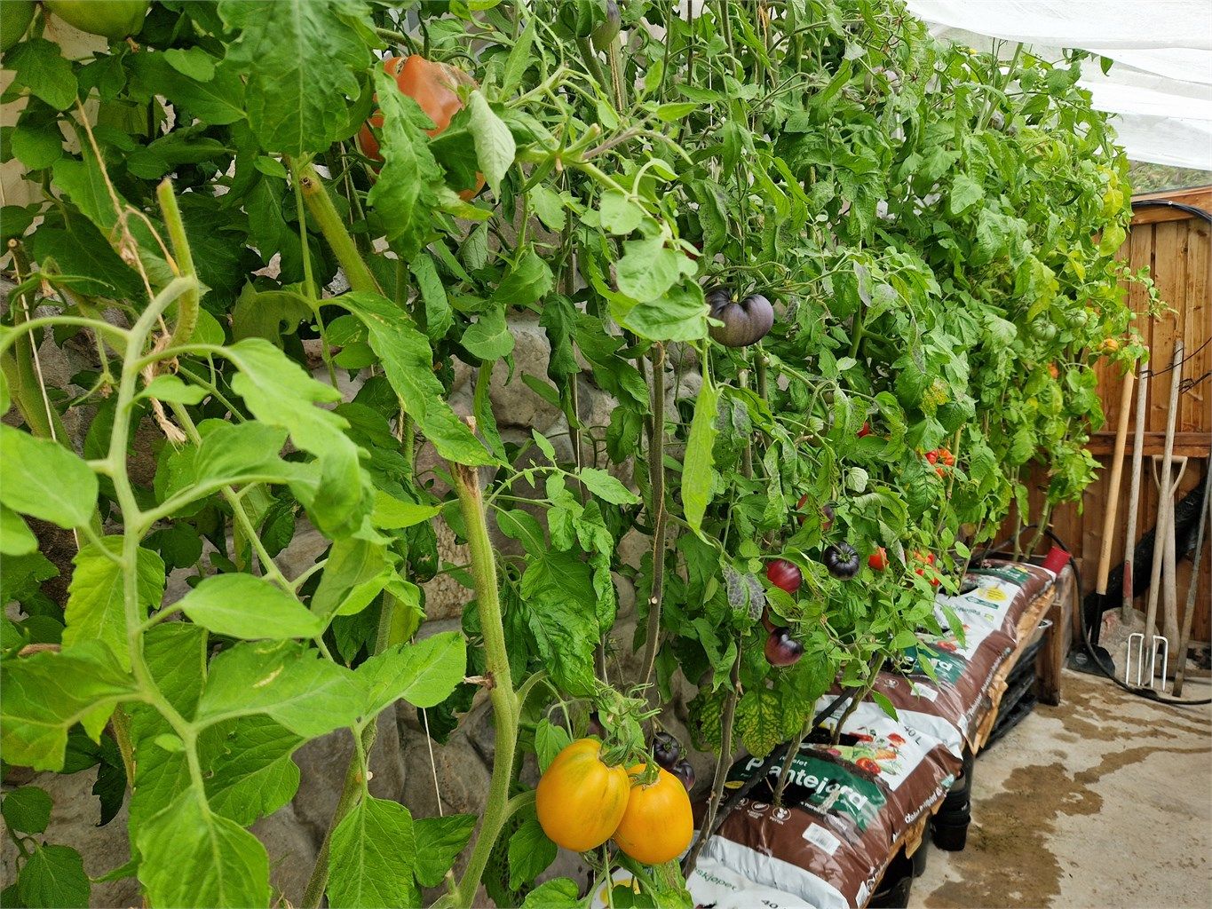 Veksthuset i sesong. (Bilde fra selger)