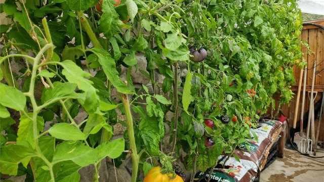 Veksthuset i sesong. (Bilde fra selger)