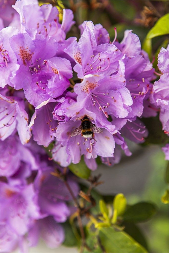 Detalj fra hagens rike flora.