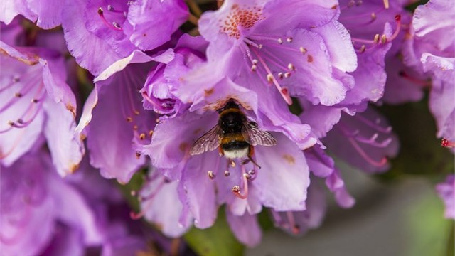 Detalj fra hagens rike flora.