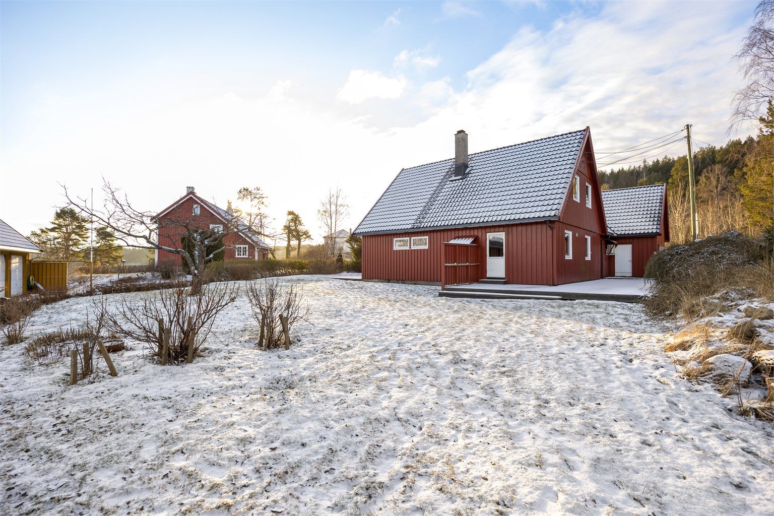Stor hage med morelltre. Eier opplyser at det er hundrevis av moreller på treet i sesong.