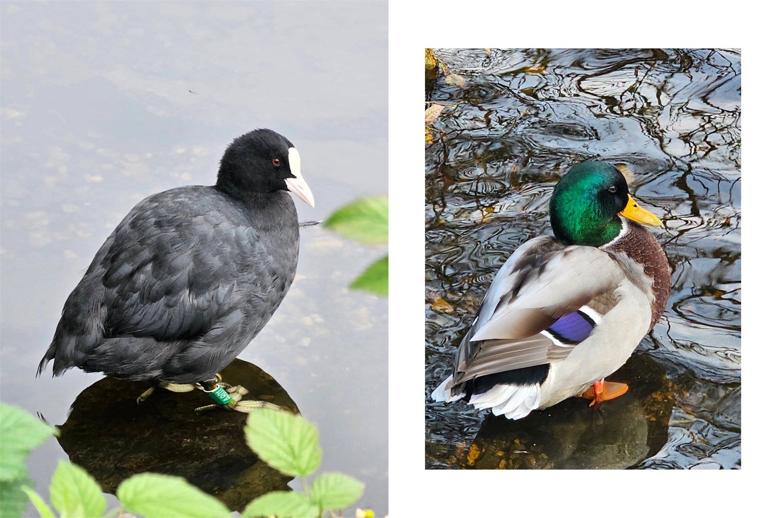 - Selgers eget bilde av det nydelige dyrelivet og natur rundt Ortuvannet -