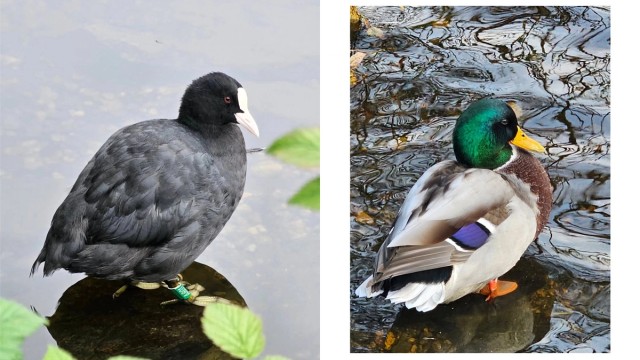 - Selgers eget bilde av det nydelige dyrelivet og natur rundt Ortuvannet -