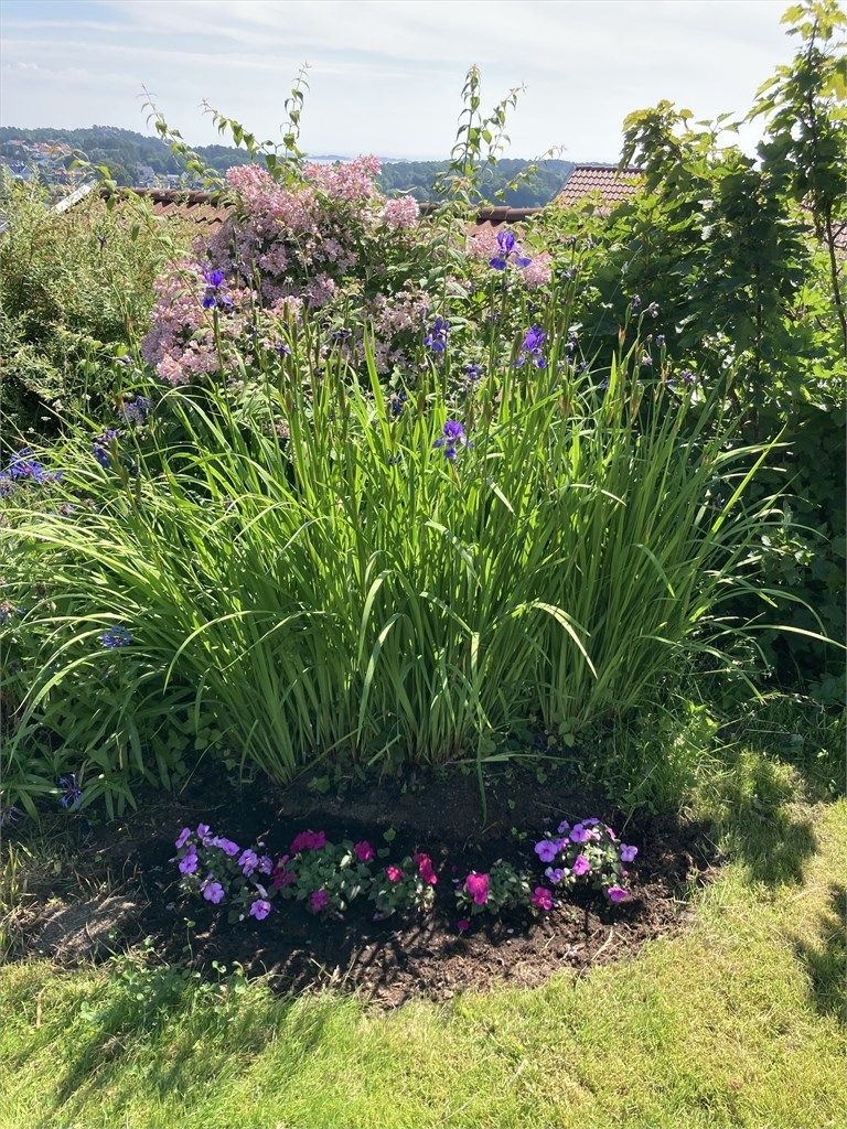 Sommerbilde