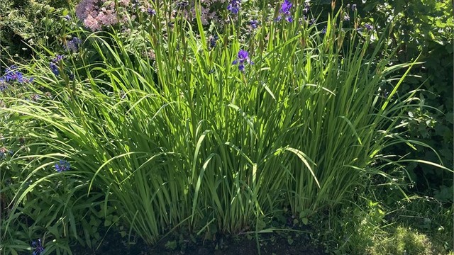 Sommerbilde