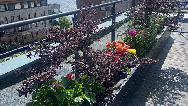 Det er også pen beplantning som er vedlikeholdt og som bidrar til ett trivelig bomiljø (selgers bilde).