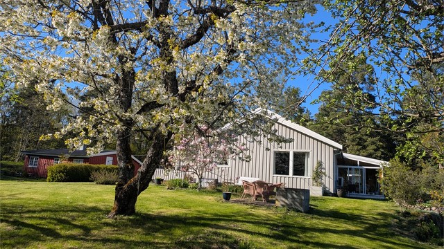 Frodig og innbydende hage med blomstrende frukttrær som vitner om gode vekstforhold og et levende uterom, samtidig som den gir mulighet for høsting til sylting og hjemmelagde produkter.