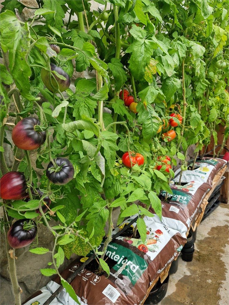 Veksthuset i sesong (Bilde fra selger)