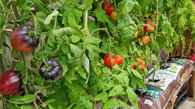 Veksthuset i sesong (Bilde fra selger)