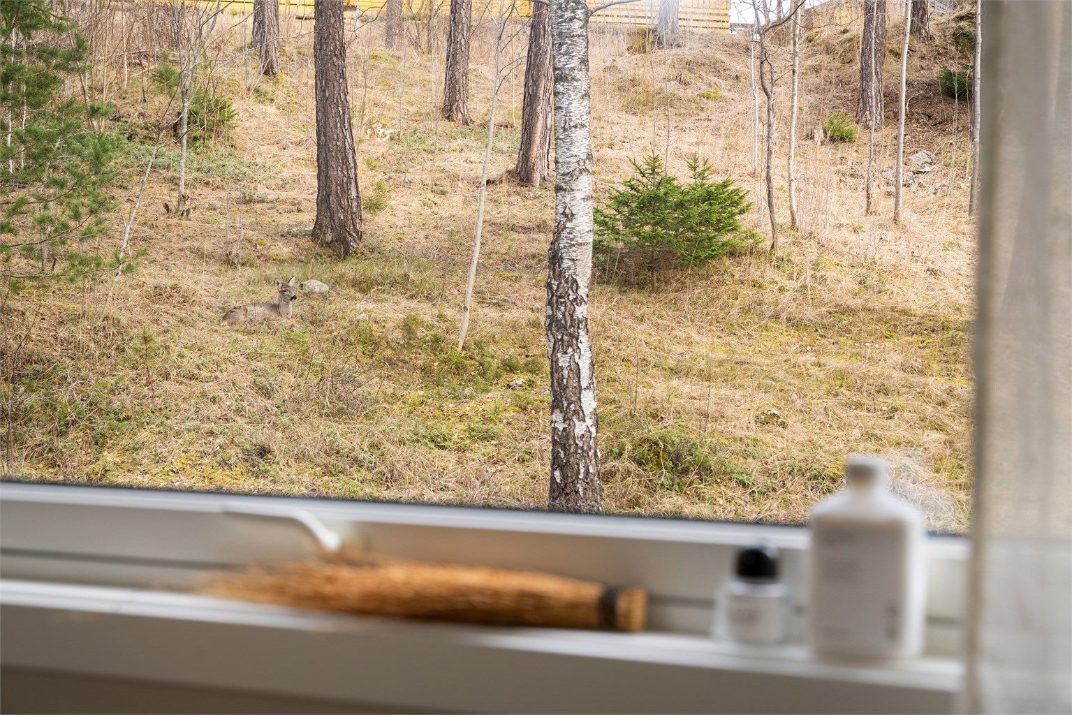 Alle soverommene vender ut mot skogen og her er mulighet for å  se rådyr og ekorn fra tid til annen.
