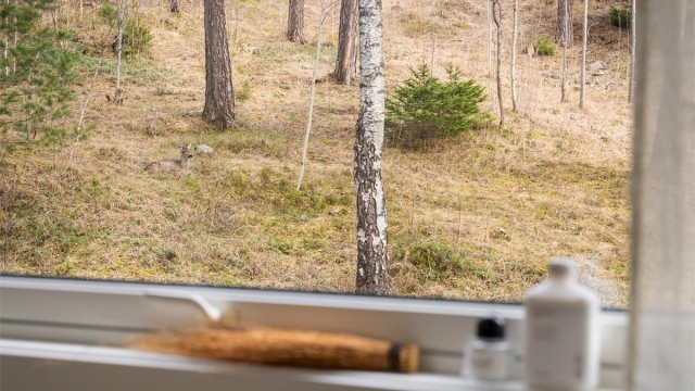 Alle soverommene vender ut mot skogen og her er mulighet for å se rådyr og ekorn fra tid til annen.